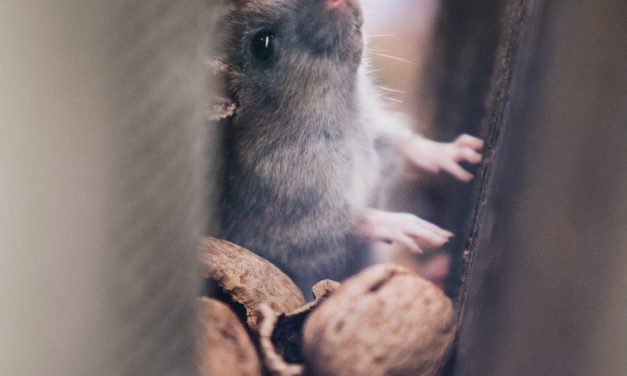 Last van muizen in je woning? Dit kun je doen